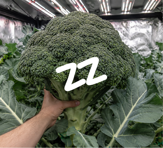 How to Grow the Perfect Broccoli in a Grow Tent