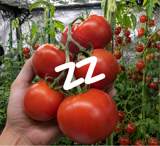 How to Grow Cherry Tomatoes in a Grow Tent: A Complete Indoor Guide