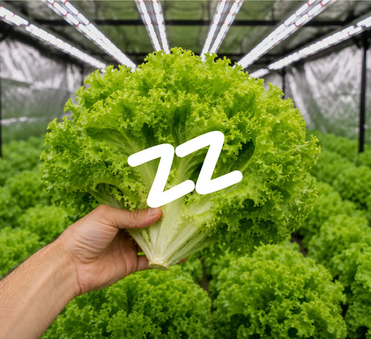 How to Grow Lettuce Indoors: Sow, Grow and Keep Cutting