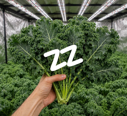 How to Grow Leafy Greens Indoors All Year Round