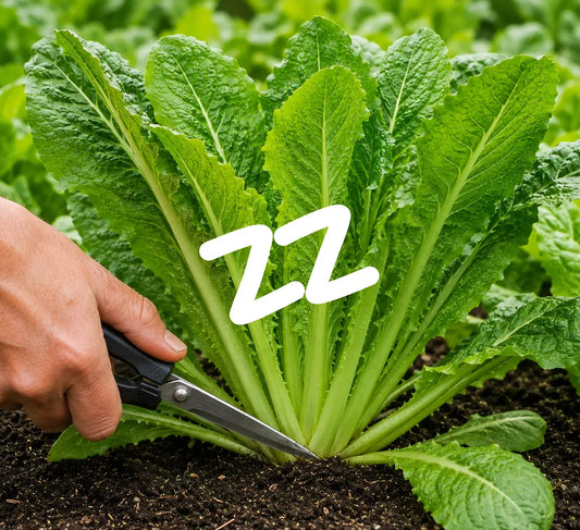 Cut-and-Come-Again: How to Harvest Endless Indoor Salad Leaves