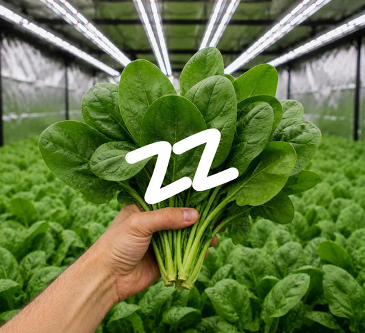How to Grow Spinach, Kale and Hardy Greens Indoors
