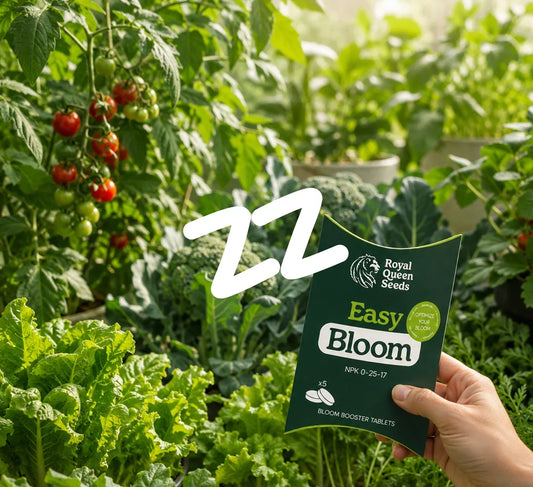 Bloom Boosters: Do Your Flowering Plants Actually Need One?