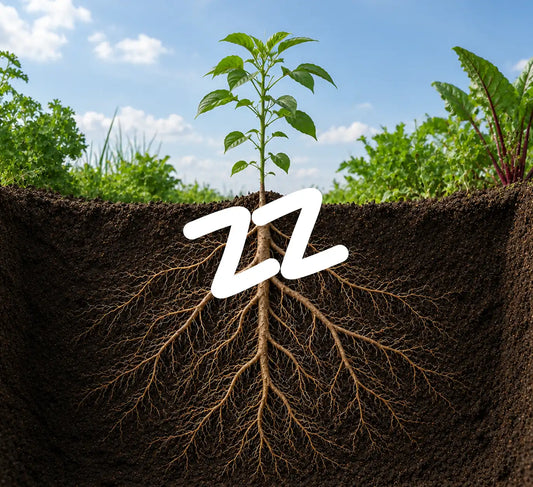 Mycorrhizae and Beneficial Microbes: How to Build Healthy Roots