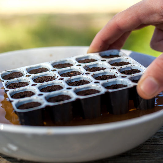 Easy Start Germination Plug