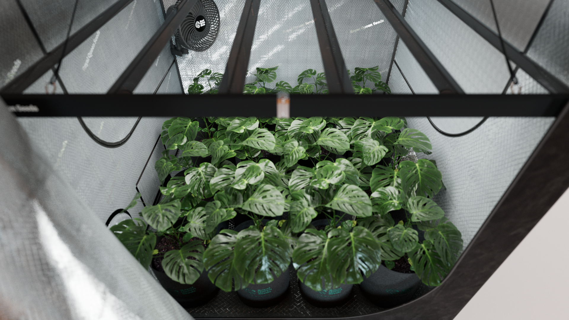 120x120x200 grow tent how many plants RQS LED Grow Tent Kit 120x120x200 cm