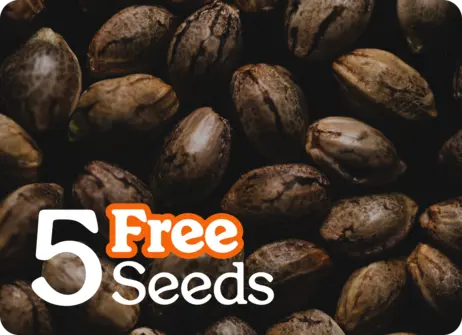 Five free seeds